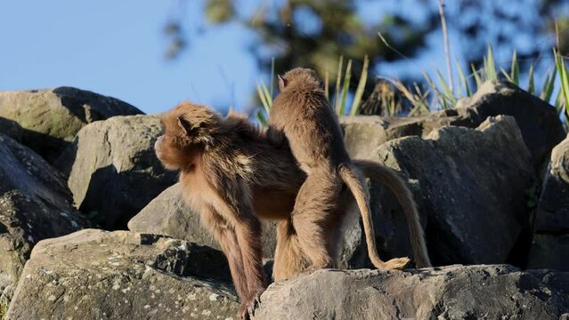 A young Geladas baby ( Theropithecus gelada ) delousing and grooming her mother's fur, shot in slow motion in 4K.