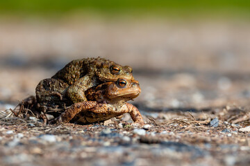 Female carrying a male toad during toad migration at a sunny day in spring.