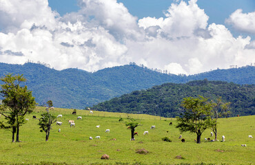 Fototapeta na wymiar Rural landscape with cattle, trees, hills and blue sky on countryside of Brazil
