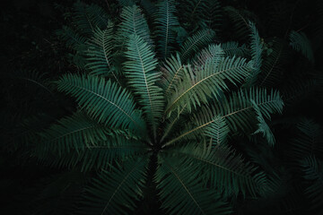 Ferns in the forest. Beautiful green leaves foliage. Close up of beautiful growing floral fern in the forest. 