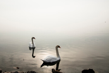 Mute swan in the lake Balaton in December