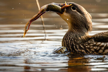 A female mandarin duck trying to eat a common toad during toad migration in a little pond called Jacobiweiher not far away from Frankfurt, Germany at a sunny day in spring.