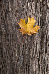 feuille d'automne sur tronc d'arbre