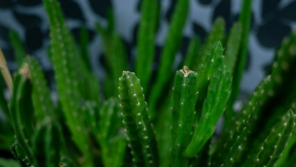beautiful green cactus
