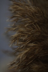 Ukrainian ears of wheat, a symbol of fields and nature