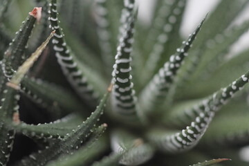 office plant with great manual bokeh