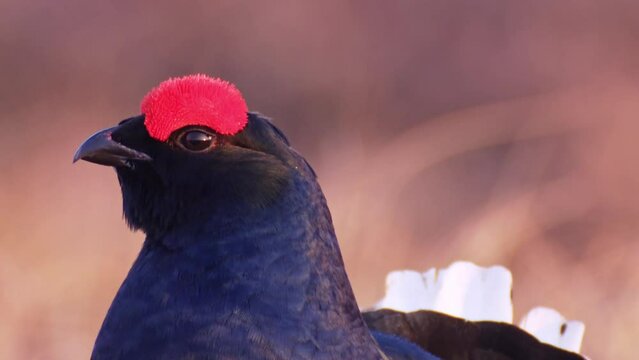 Lekking Black grouse. Male of grouse on the bog. Black grouse Close up Portrait. Black grouse Tetrao tetrix early in the morning. Grouse in marshland. Spring mating season. Male of grouse on the bog.