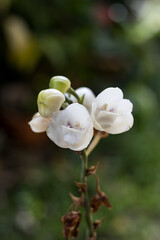 Dove orchid, the national flower of Panama