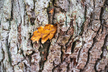 bark of a tree with a oak leave in autumn
