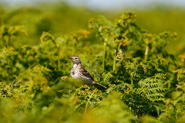 Meadow Pipit, Skomer Island, Wales.