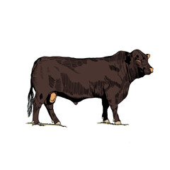 Cow male isolated on white background