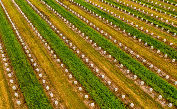 Aerial view of a citrus and lemon trees field in Fellsmere, Florida, United States.