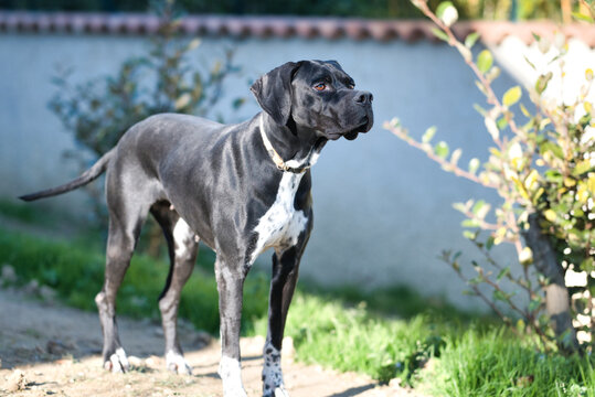 portrait, chien pointer anglais, en ext&eacute;rieur
