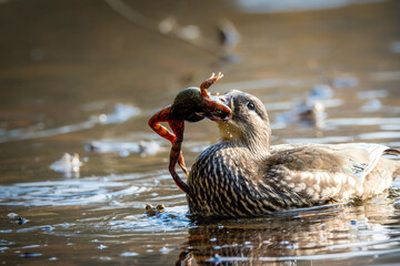 A female mandarin duck trying to eat a common toad during toad migration in a little pond called...