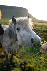 Feeding Icelandic horses grazing at the Berg Horse Farm in Iceland