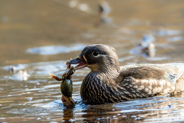 A female mandarin duck trying to eat a common toad during toad migration in a little pond called Jacobiweiher not far away from Frankfurt, Germany at a sunny day in spring.