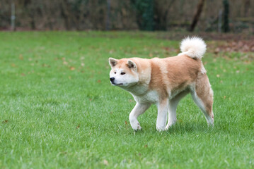 akita en position de chasseur !