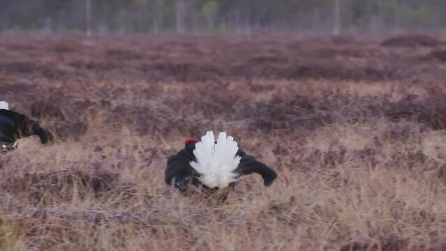 Two Black grouse fight on the bog. Lekking Black Grouse, Tetrao tetrix.. Black Grouse lek at sunrise. Grouse in swamp. Spring mating season in the nature. Wildlife scene. High quality ProRes footage