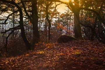Fototapeta na wymiar Sunlight shines through autumn leaves silhouetting trunks and branches