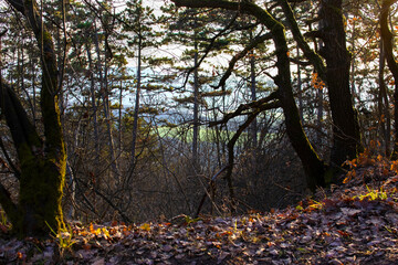 Sunlight shines through autumn leaves silhouetting trunks and branches