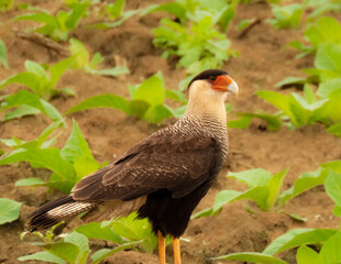 caracara falcon on a field