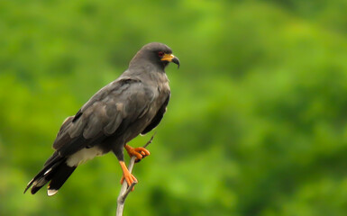 black hawk on a branch with forest background