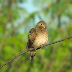small dove on a branch