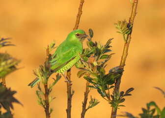 green tanager bird on a branch