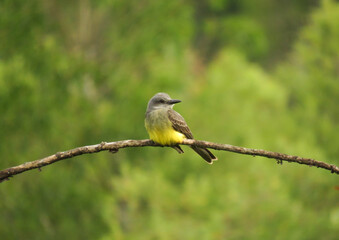 tyrant flycatcher bird on a branch