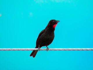 black bird perched on a wire