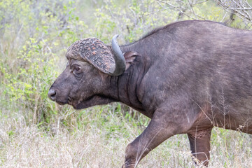 Cape buffalo (Syncerus caffer caffer) pictured in the Timbavati Reserve, South Africa