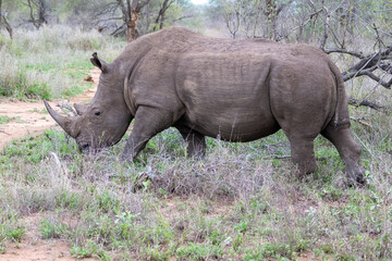 White Rhino pictured in the Timbavati Reserve, South Africa