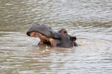 Hippopotamus yawning in a lake in the Timbavati Reserve, South Africa