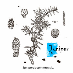 Juniper branch with berries. Hand drawn herbal illustration in sketch style. Juniper is a medical and food herbal ingredient. Isolated on white background.