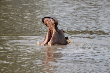 Hippopotamus yawning in a lake in the Timbavati Reserve, South Africa