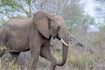 Fototapeta na wymiar African Elephant in the Timbavati Reserve, South Africa