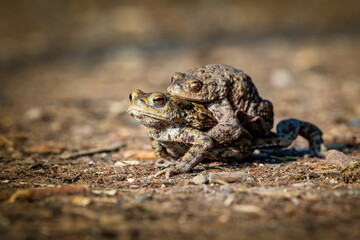 Female carrying a male toad during toad migration at a sunny day in spring.