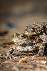 Female carrying a male toad during toad migration at a sunny day in spring.