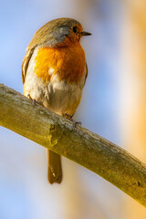 A robin songbird sitting on a branch of a tree at a warm and sunny day in spring.