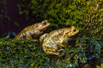 Common toad during toad migration at a sunny day in spring.