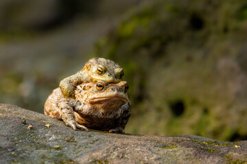 Female carrying a male toad during toad migration at a sunny day in spring.