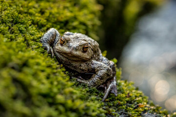 Common toad during toad migration at a sunny day in spring.
