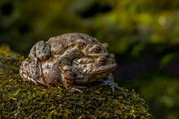 Female carrying a male toad during toad migration at a sunny day in spring.