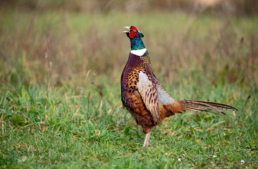 Faisan de Colchide (Phasianus colchicus) attitude, mâle chantant au printemps. Alpes. France