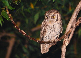 Obraz premium Tropical Screech-owl