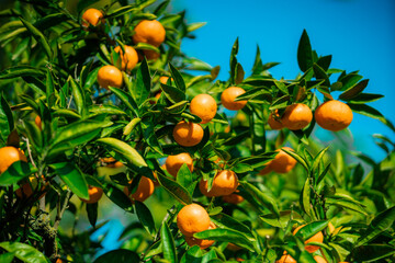  Orange trees with ripe fruits
