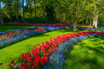 Plakat tulip flowers on flowerbed in city park