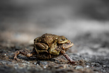 Female carrying a male toad during toad migration at a sunny day in spring.