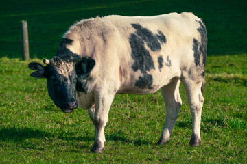 Cows standing in field, portrait