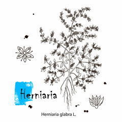 Naklejka premium Herniaria glabra, medicinal plant. Hand drawn botanical vector illustration